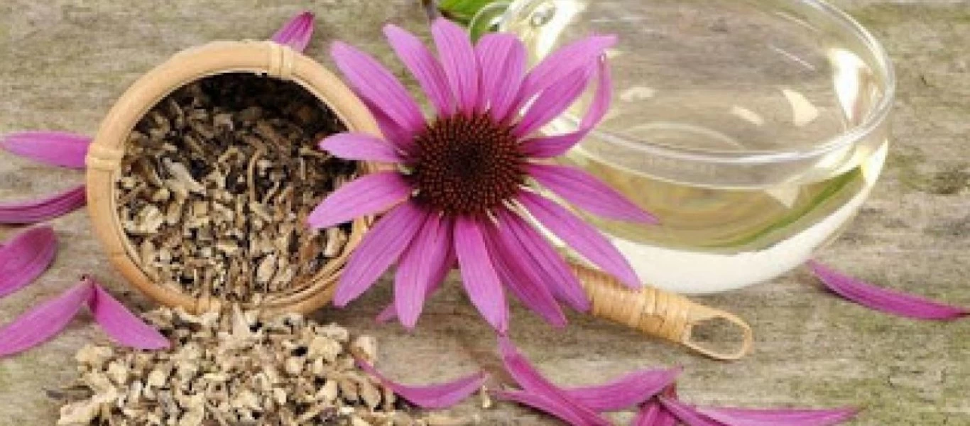 Όλα όσα πρέπει να γνωρίζετε για την εχινάκεια - Δρα κατά των ιών (βίντεο)